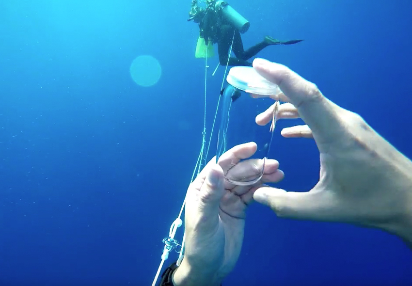 Catching Forams for experimental Research